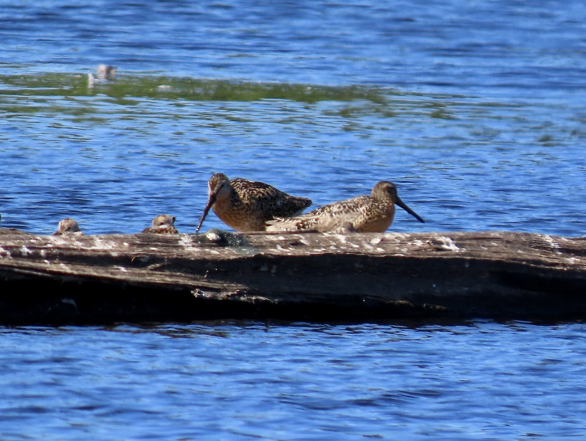 Short-billed Dowitcher - ML638739942