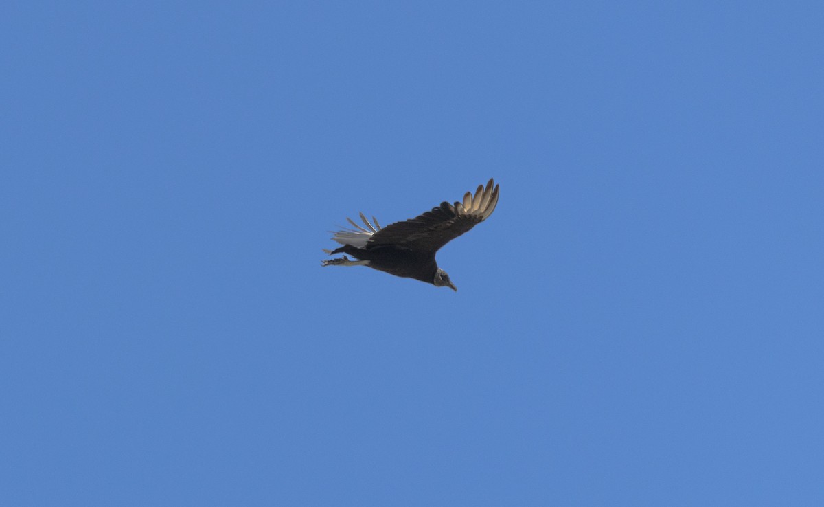 Black Vulture - ML638739948