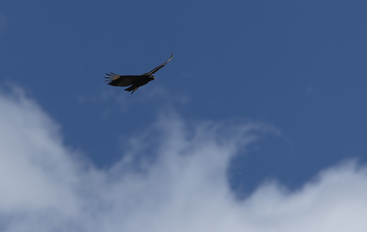 Black Vulture - ML638739949