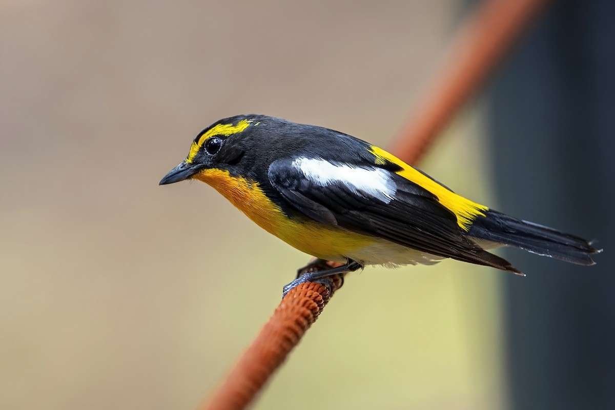 Narcissus Flycatcher - ML638739953