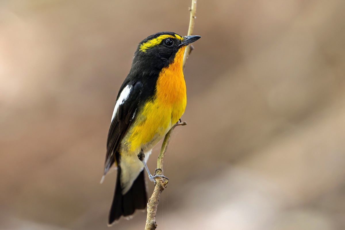 Narcissus Flycatcher - ML638739954
