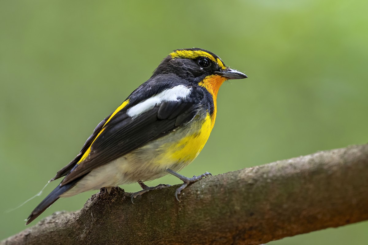 Narcissus Flycatcher - ML638739955