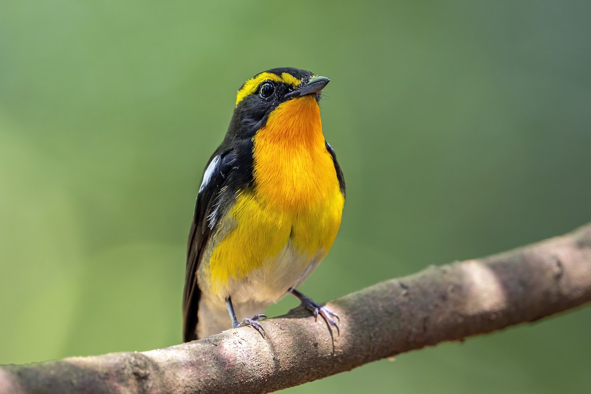 Narcissus Flycatcher - ML638739956