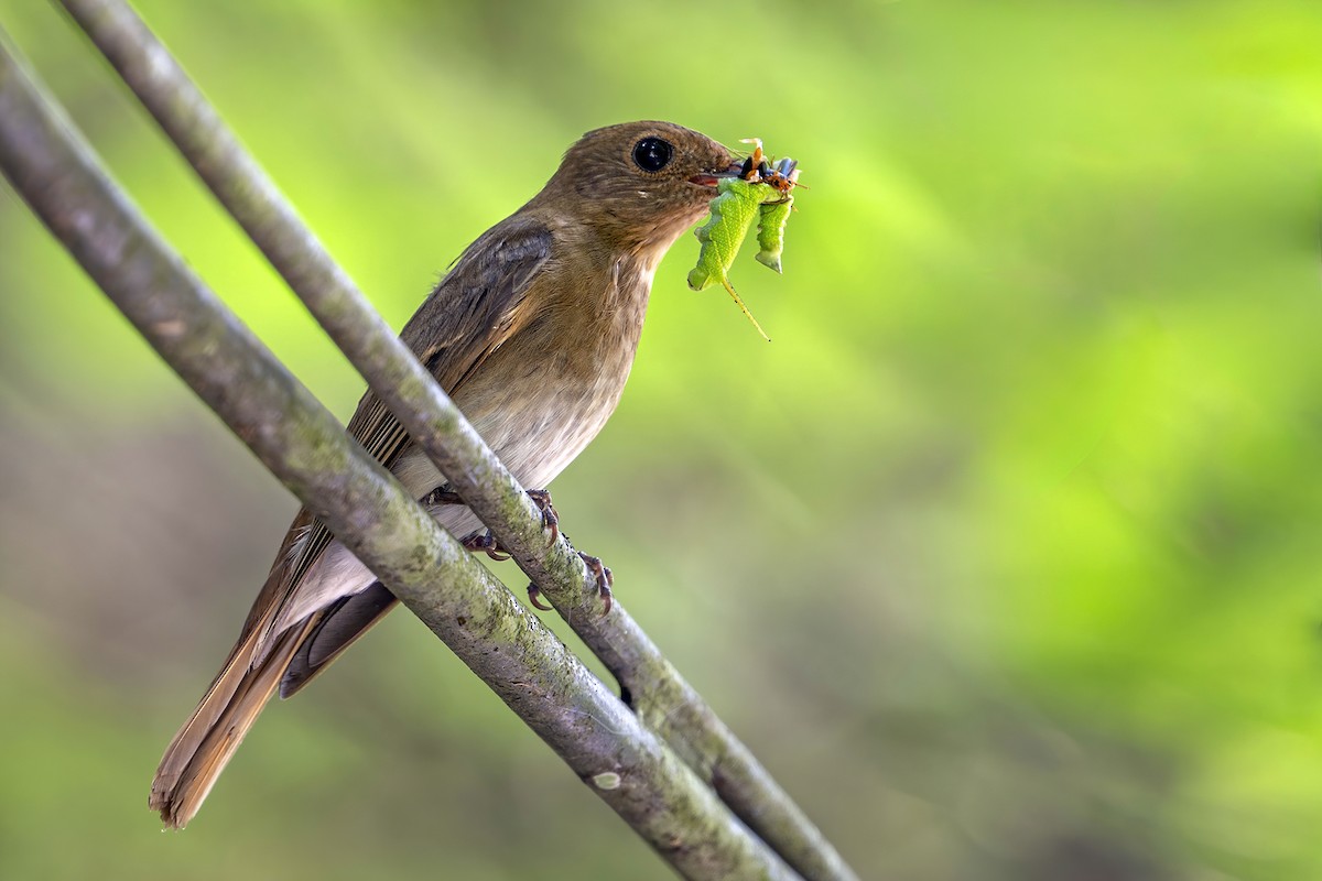 Blue-and-white Flycatcher - ML638739958