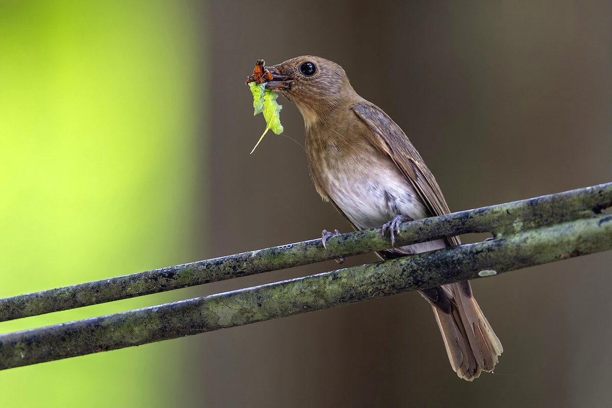 Blue-and-white Flycatcher - ML638739959