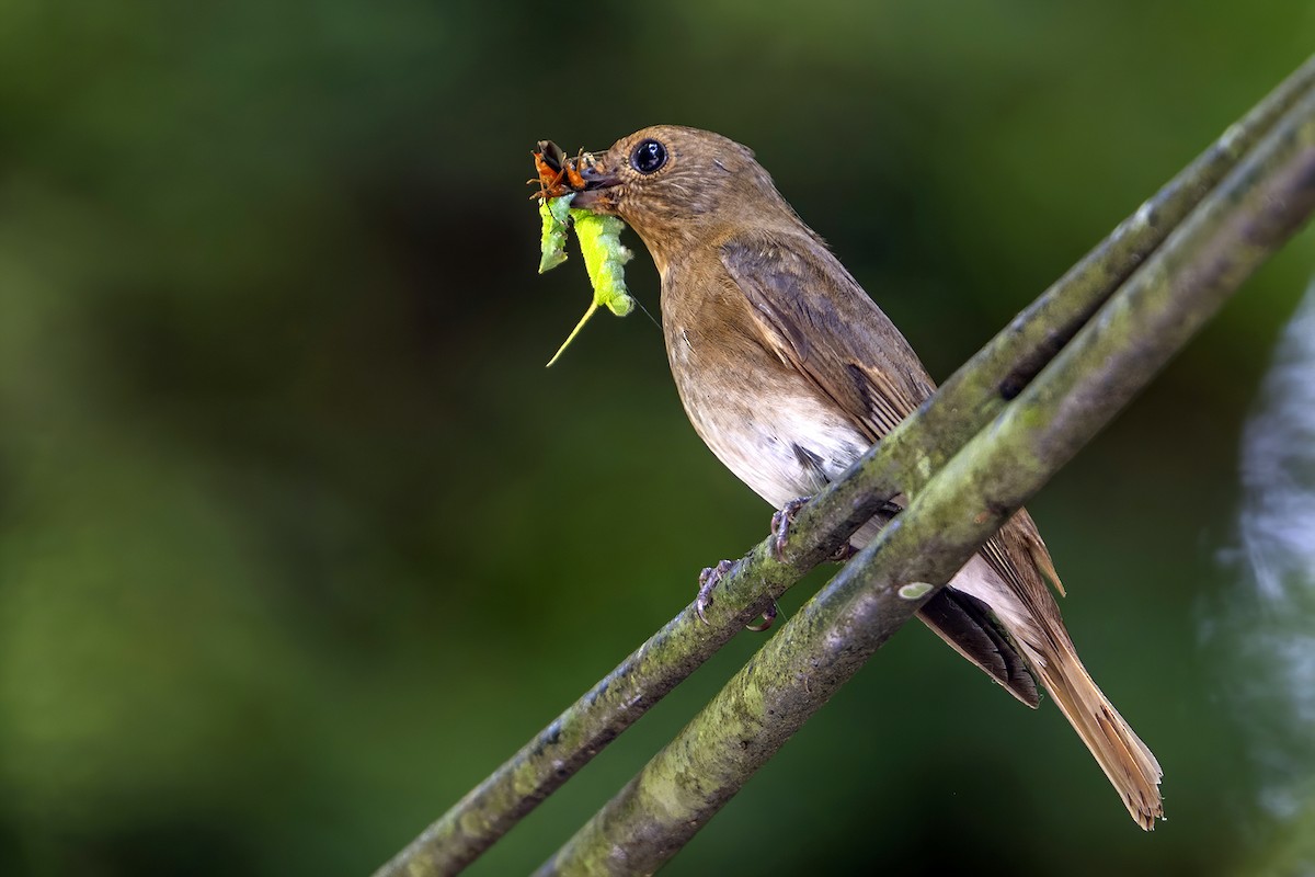 Blue-and-white Flycatcher - ML638739960