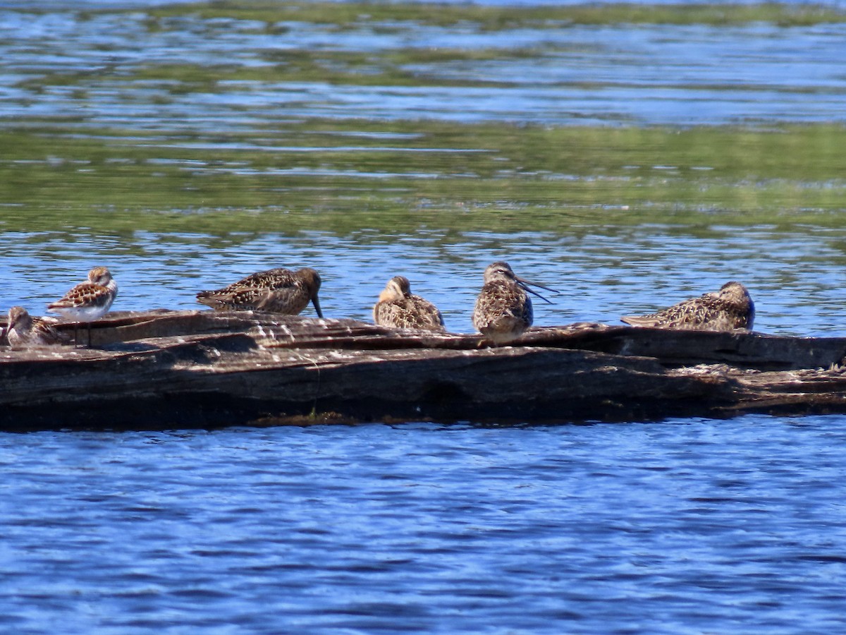 Short-billed Dowitcher - ML638739965