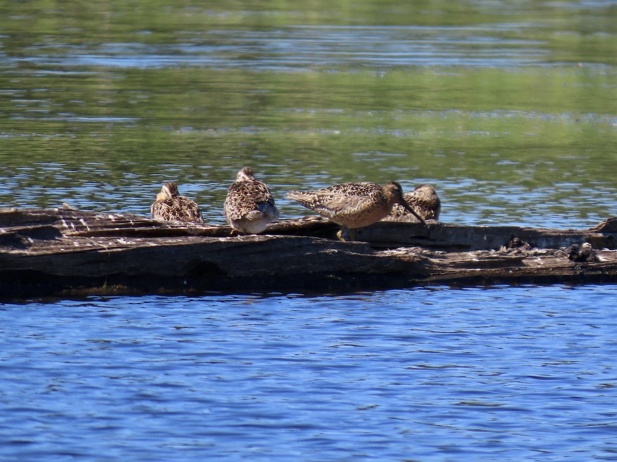 Short-billed Dowitcher - ML638739966
