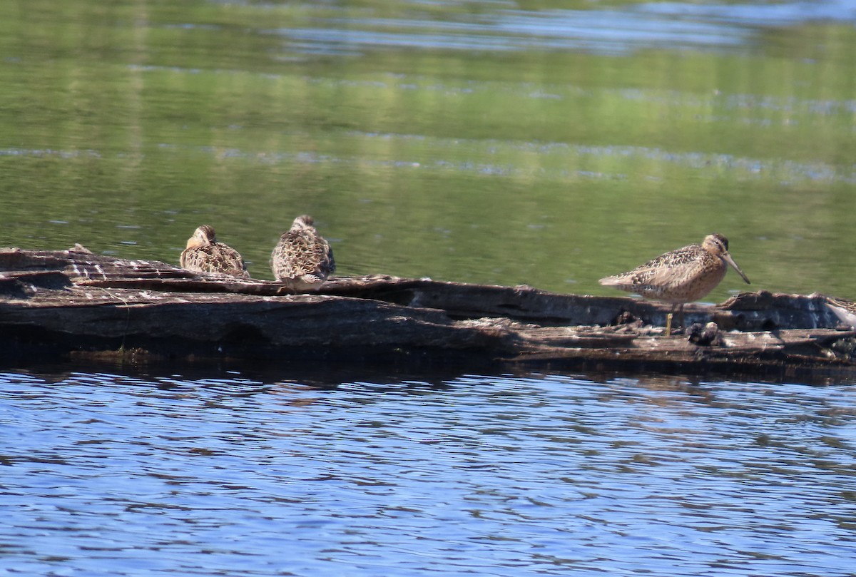 Short-billed Dowitcher - ML638739968