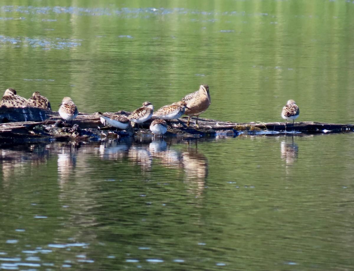 Short-billed Dowitcher - ML638739969