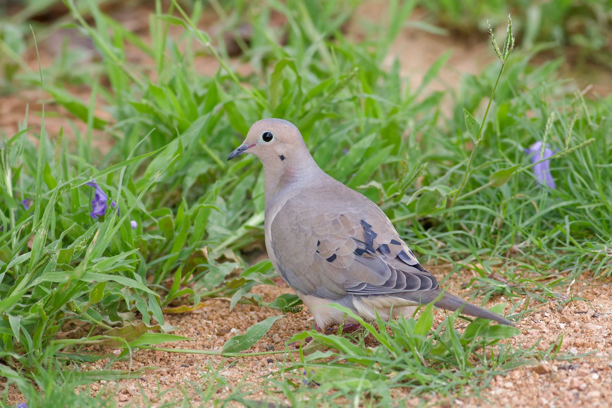 Mourning Dove - ML638739974
