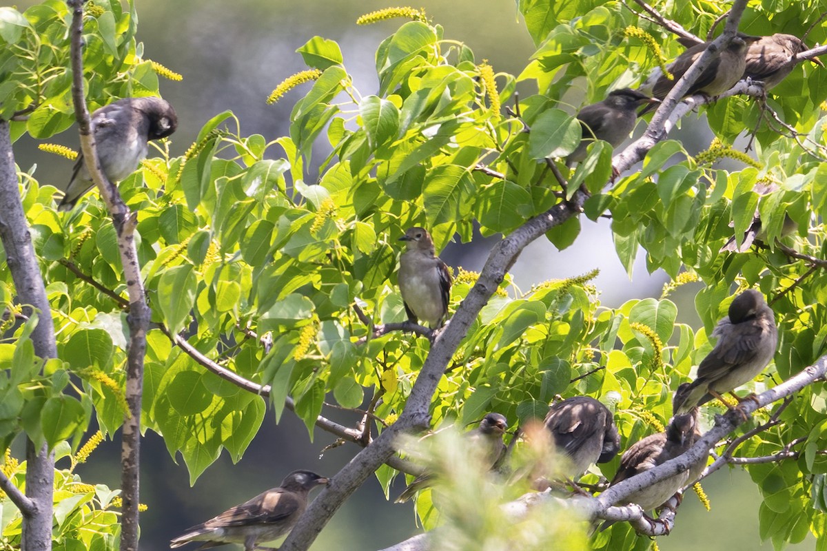 Chestnut-cheeked Starling - ML638739977