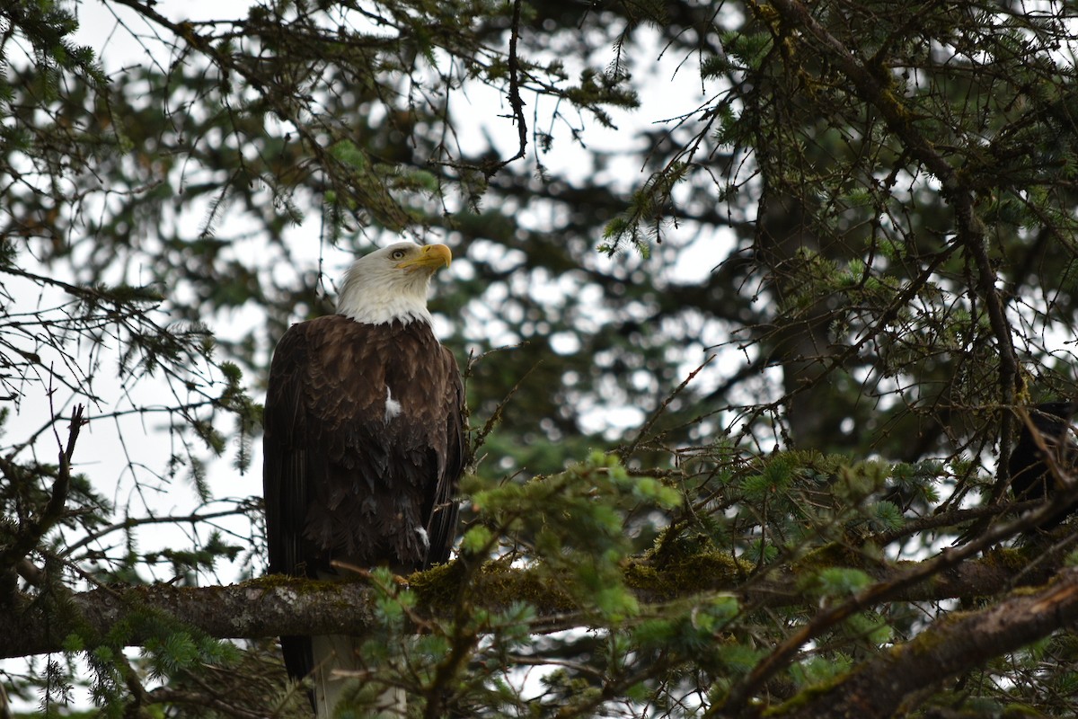 Bald Eagle - ML638740024