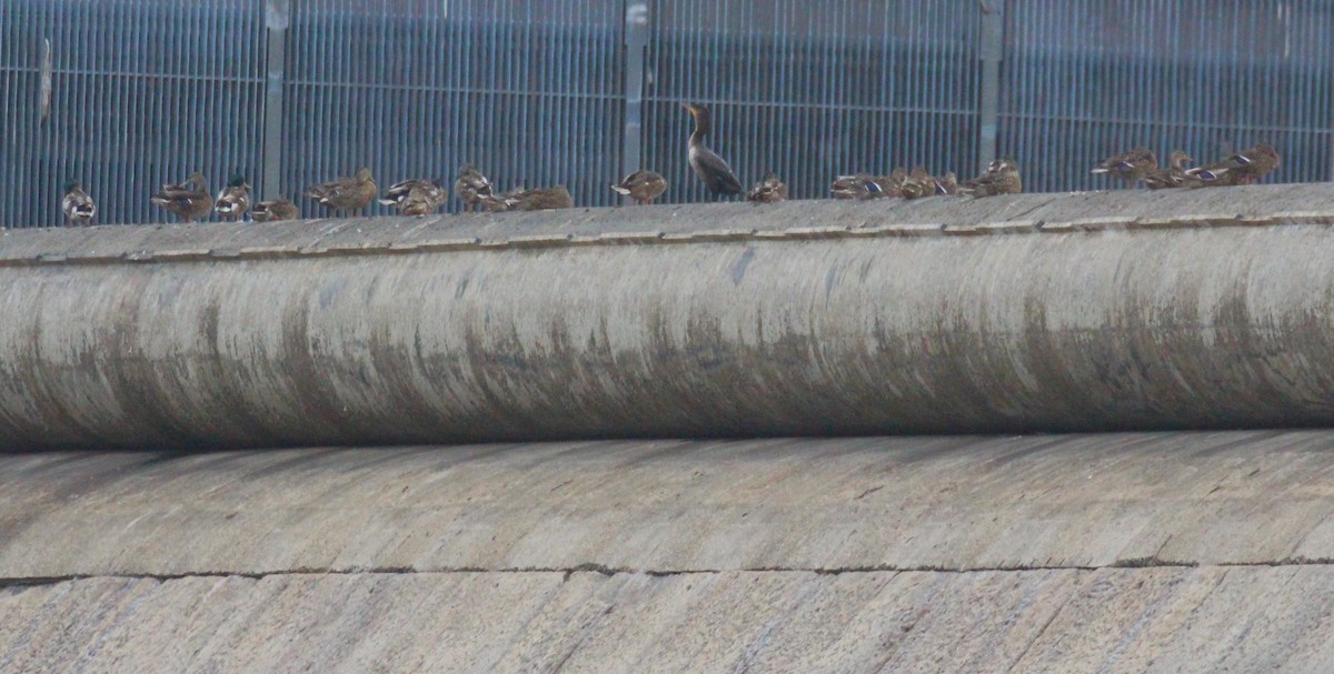 Stockente - ML638740032