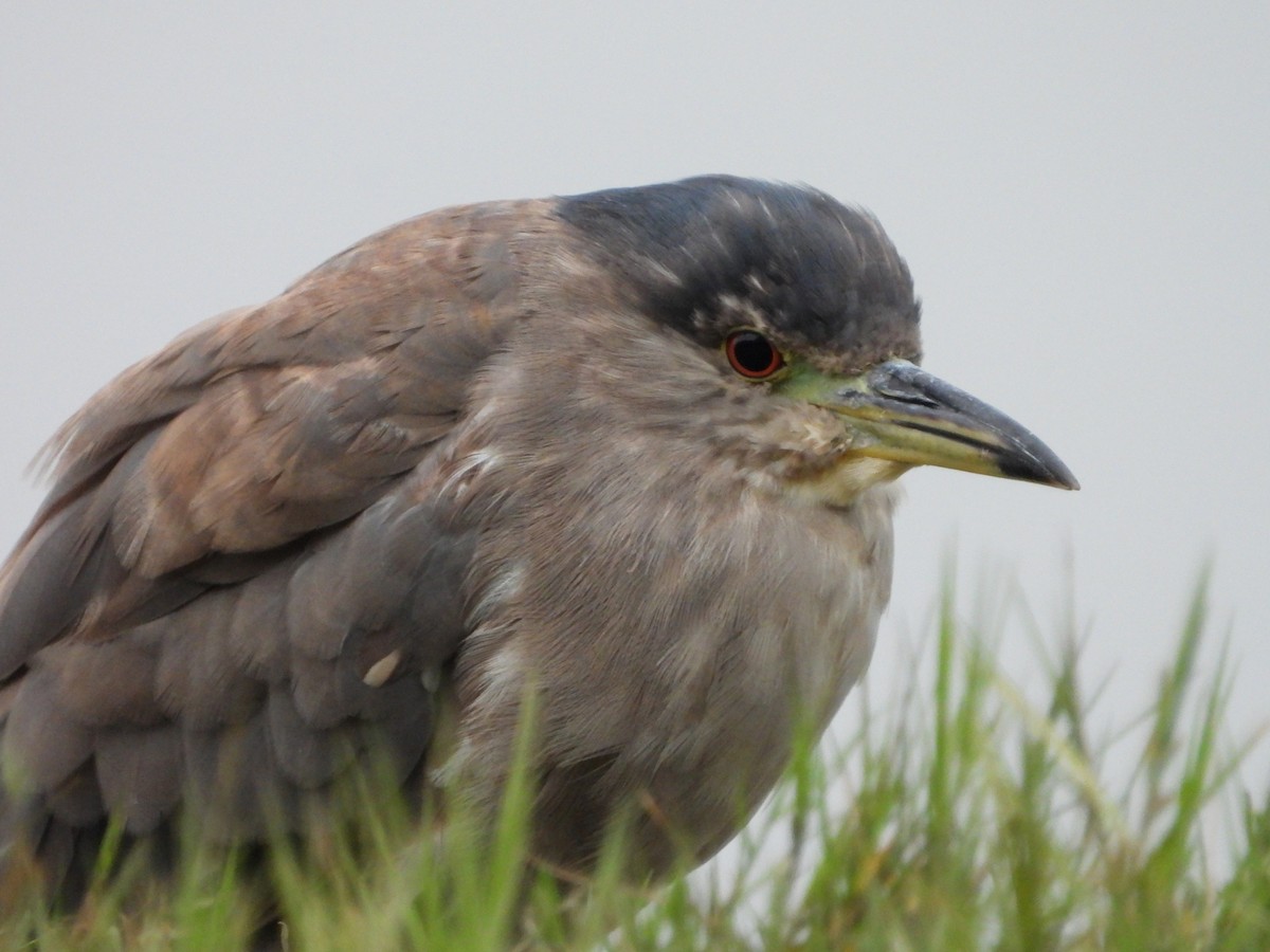 Black-crowned Night Heron - ML638740056