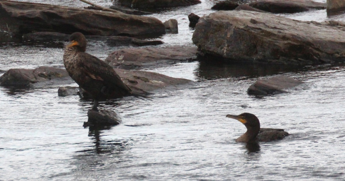 Cormoran à aigrettes - ML638740060