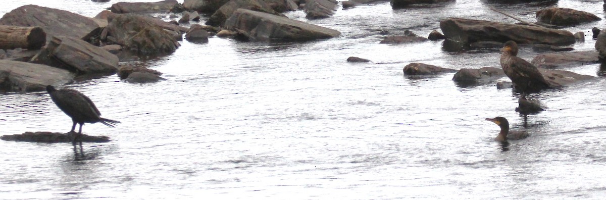 Cormoran à aigrettes - ML638740061