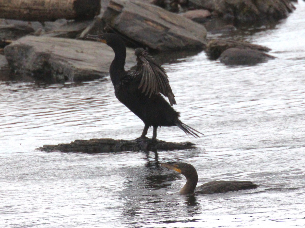 Double-crested Cormorant - ML638740063