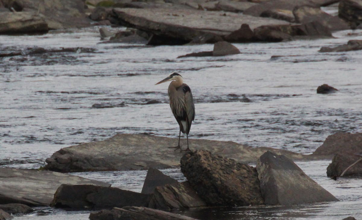Great Blue Heron - ML638740071