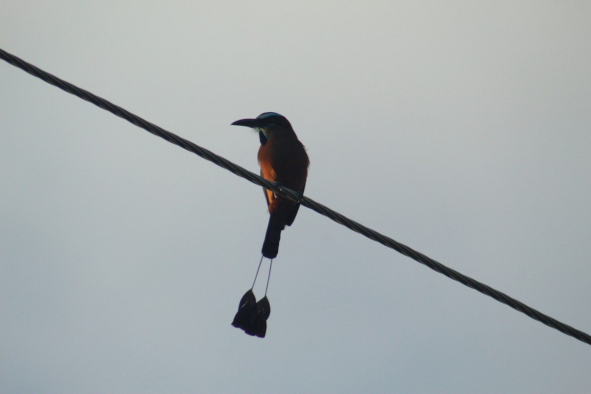 Turquoise-browed Motmot - ML638740072
