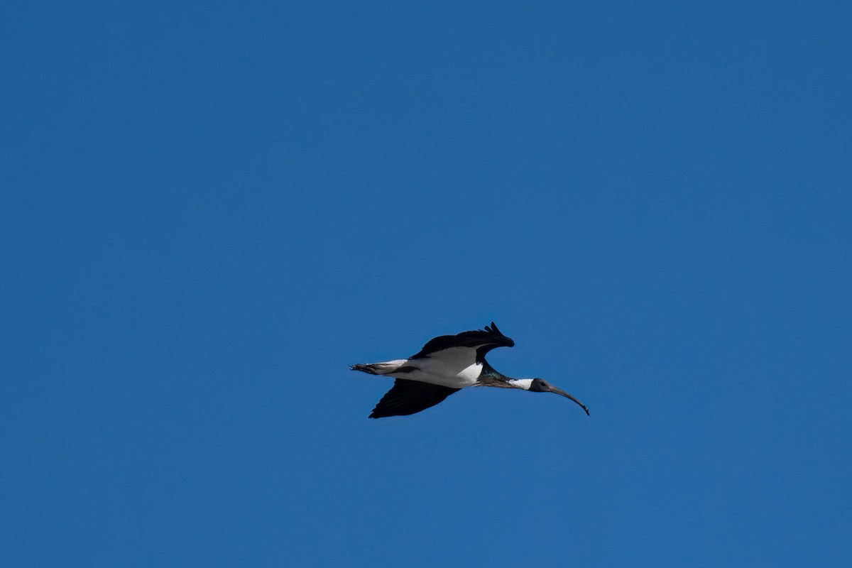 Straw-necked Ibis - ML638740075