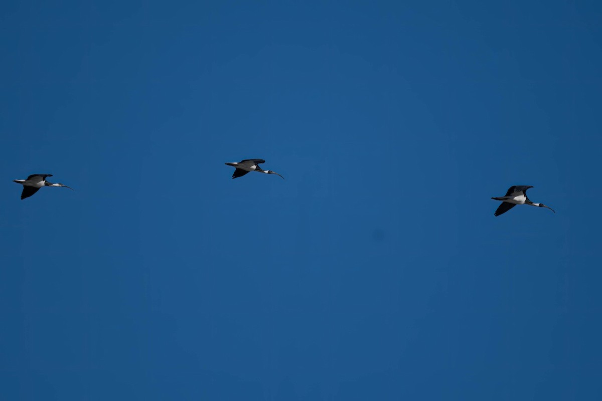 Straw-necked Ibis - ML638740077