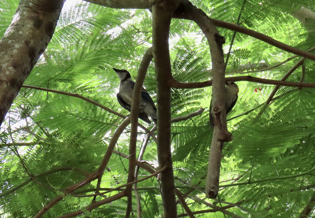 Blue Jay - ML638740079