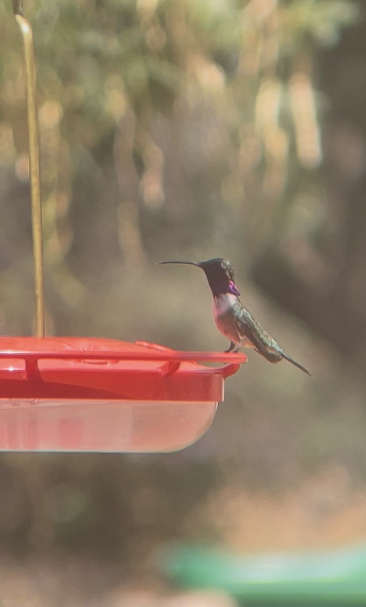 Lucifer Hummingbird - ML638740083