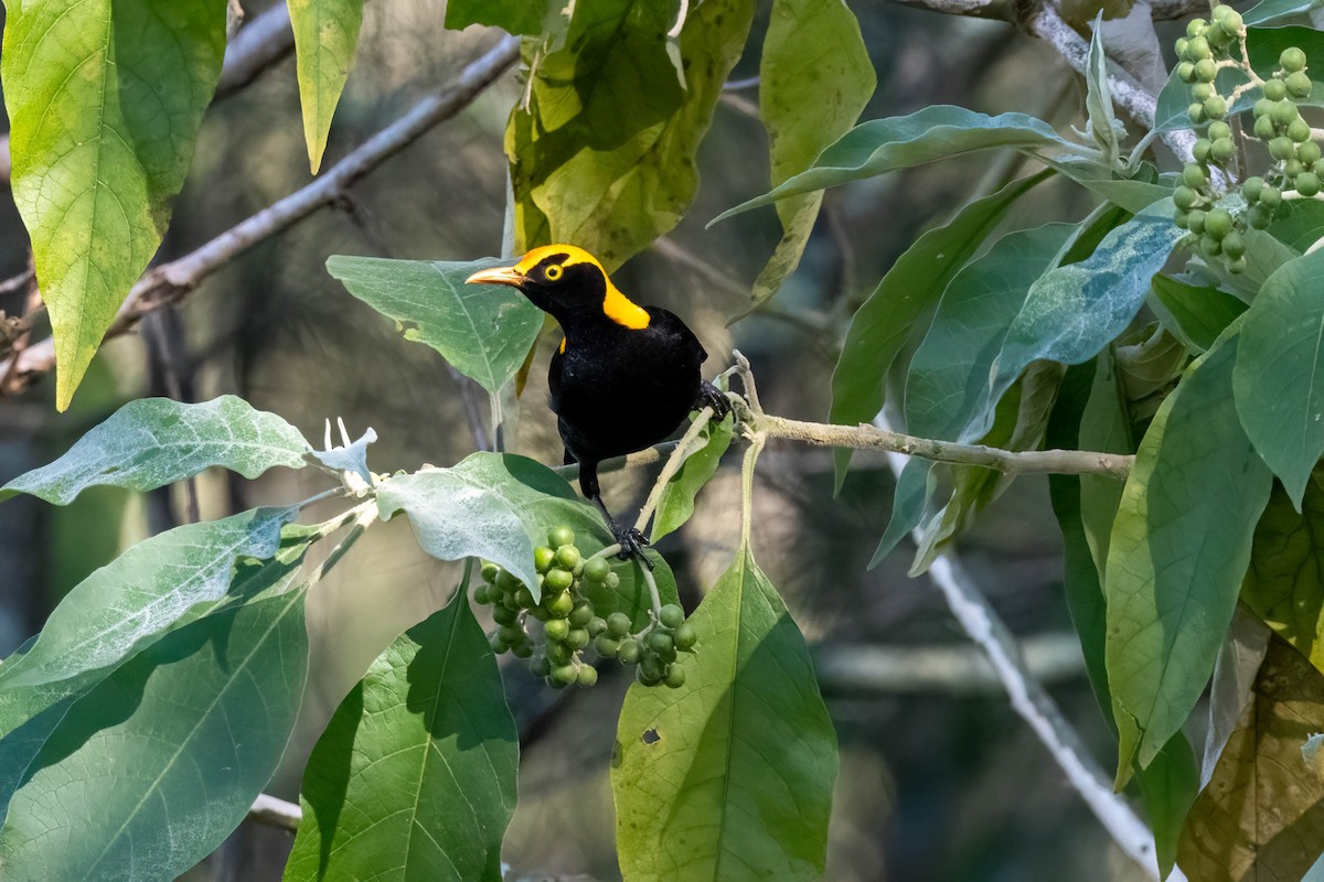 Regent Bowerbird - ML638740084