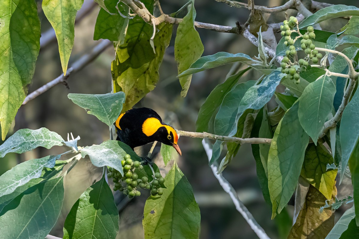 Regent Bowerbird - ML638740085