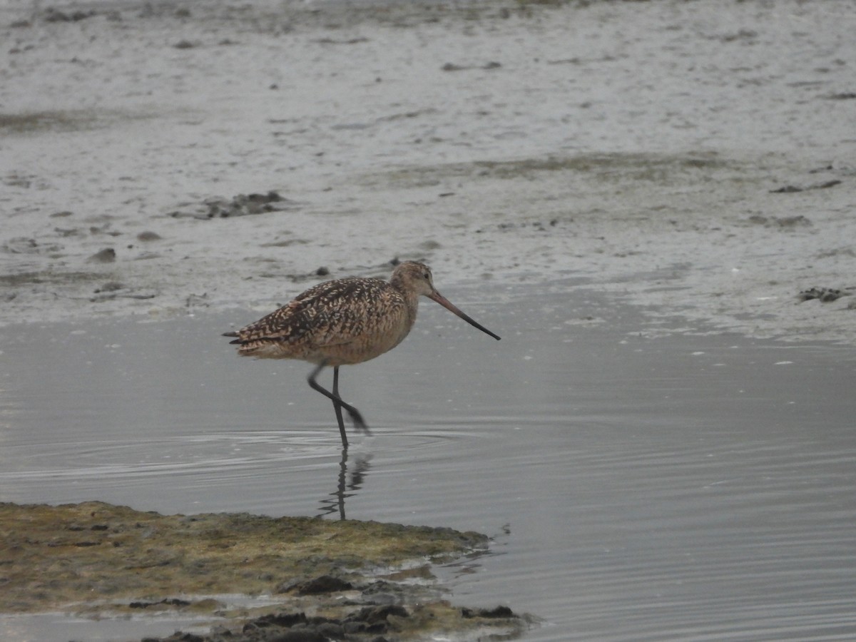 Marbled Godwit - ML638740087