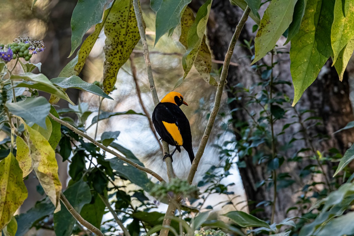Regent Bowerbird - ML638740090