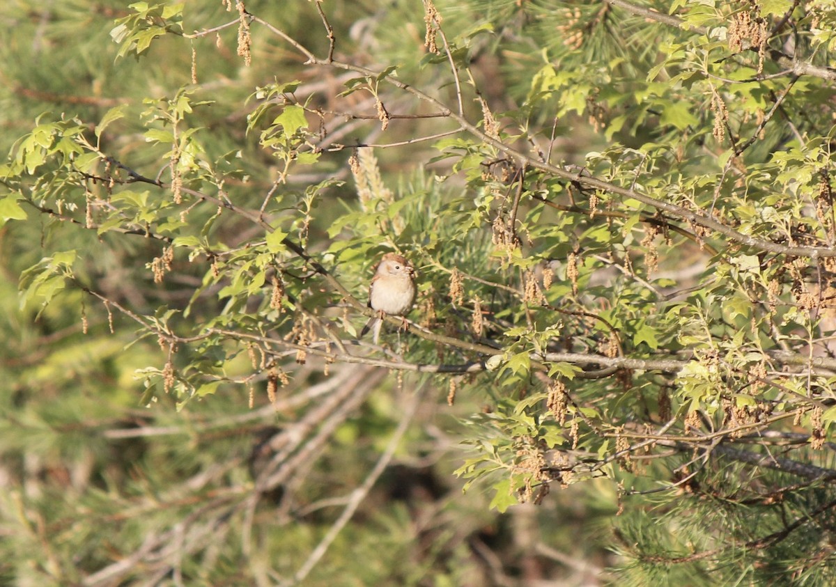 Field Sparrow - ML638740091