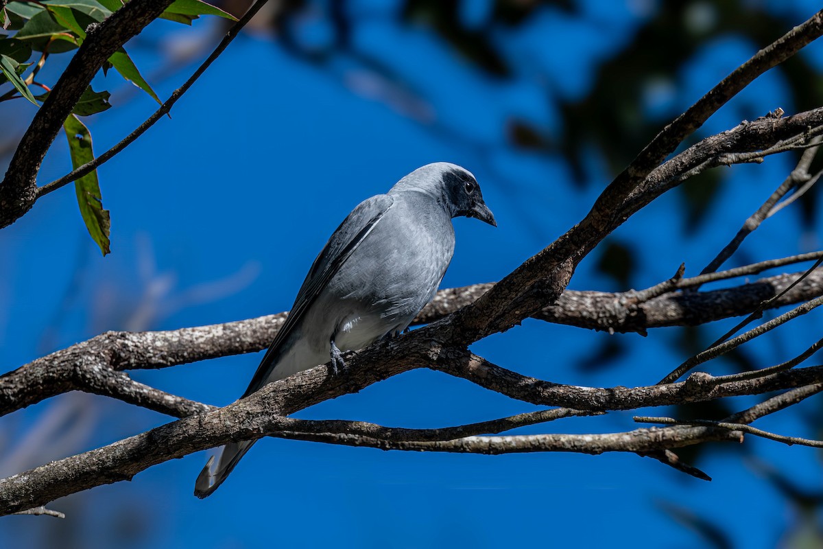 Black-faced Cuckooshrike - ML638740099