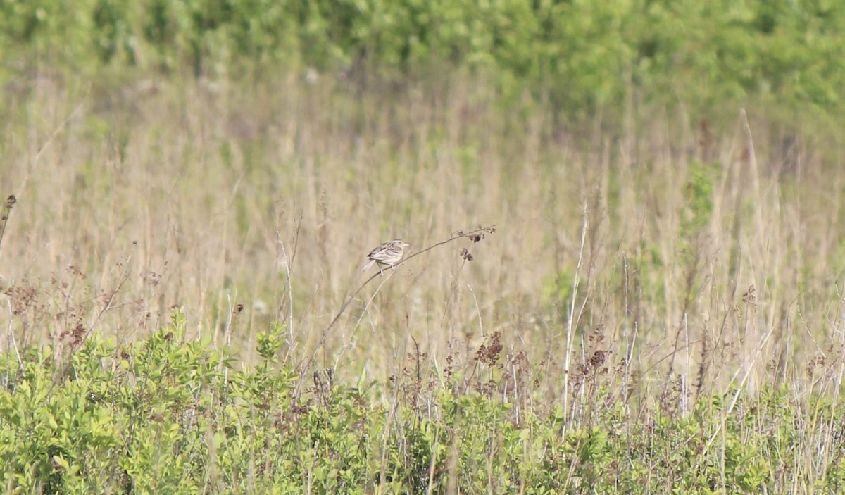 Grasshopper Sparrow - ML638740106