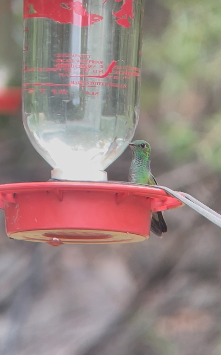 Berylline Hummingbird - ML638740108