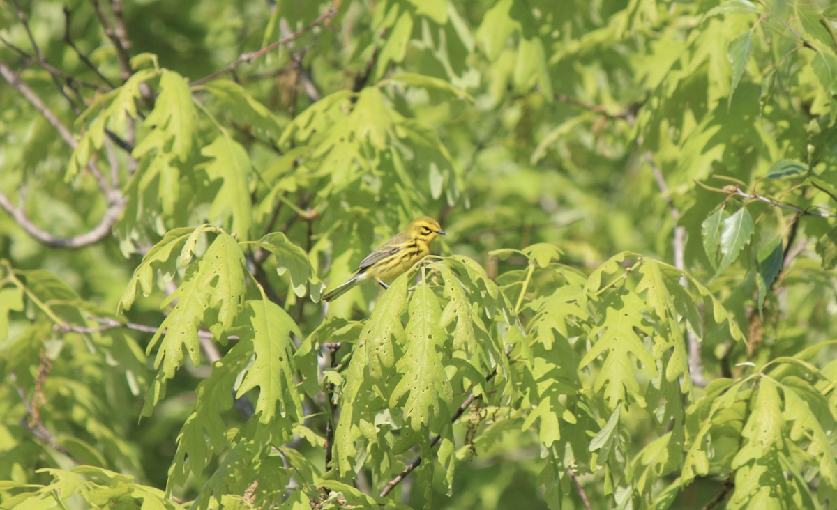 Prairie Warbler - ML638740117