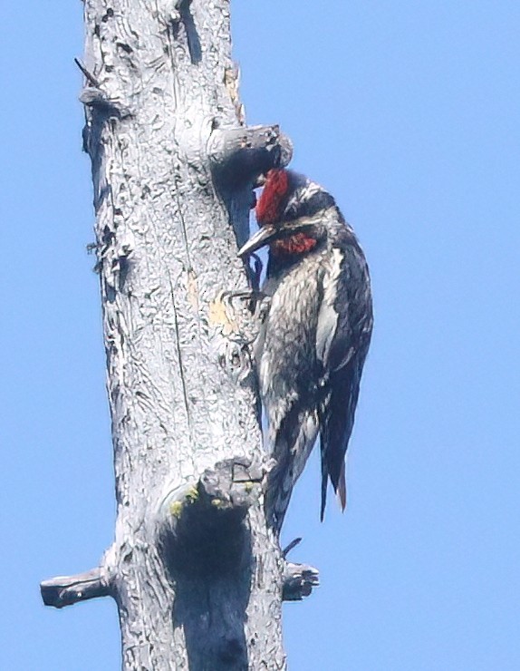Red-naped Sapsucker - ML638740118