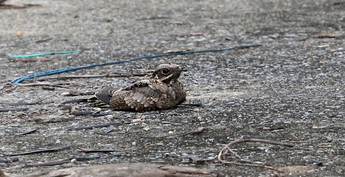 Indian Nightjar - ML638740119