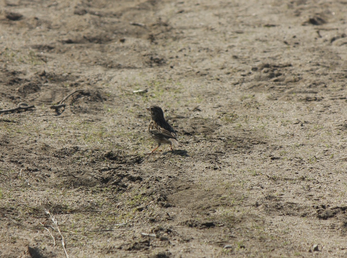 Vesper Sparrow - ML638740123