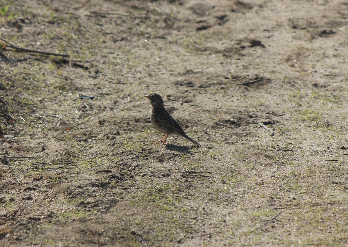 Vesper Sparrow - ML638740124