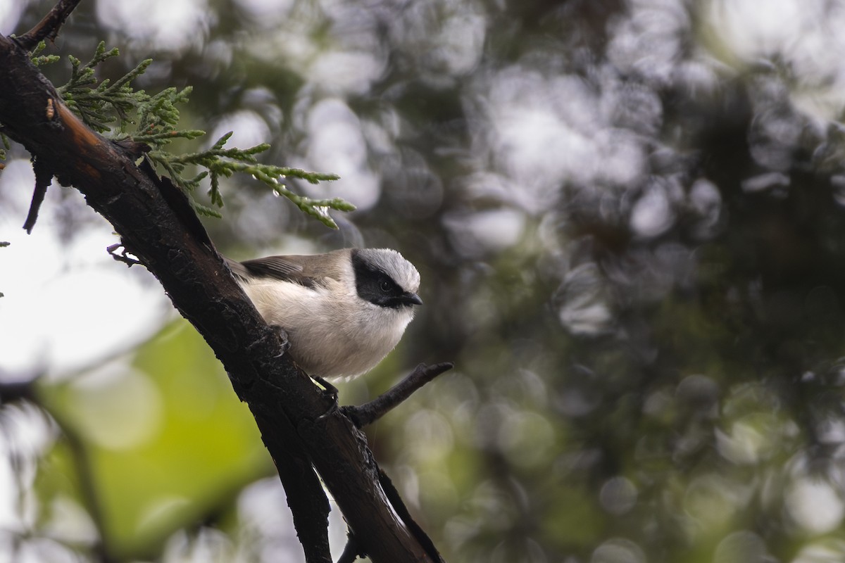 Bushtit - ML638740131