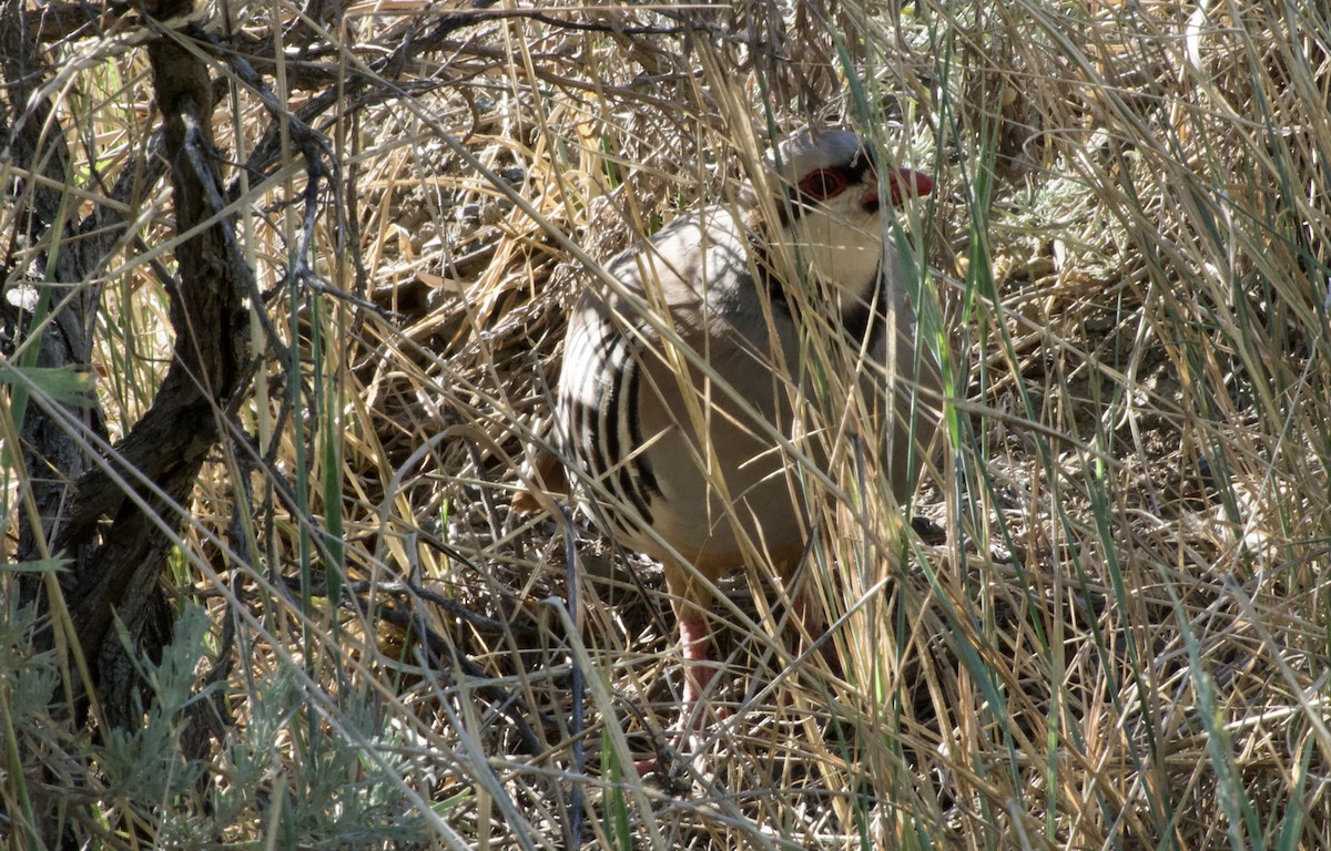 Chukar - ML638740132