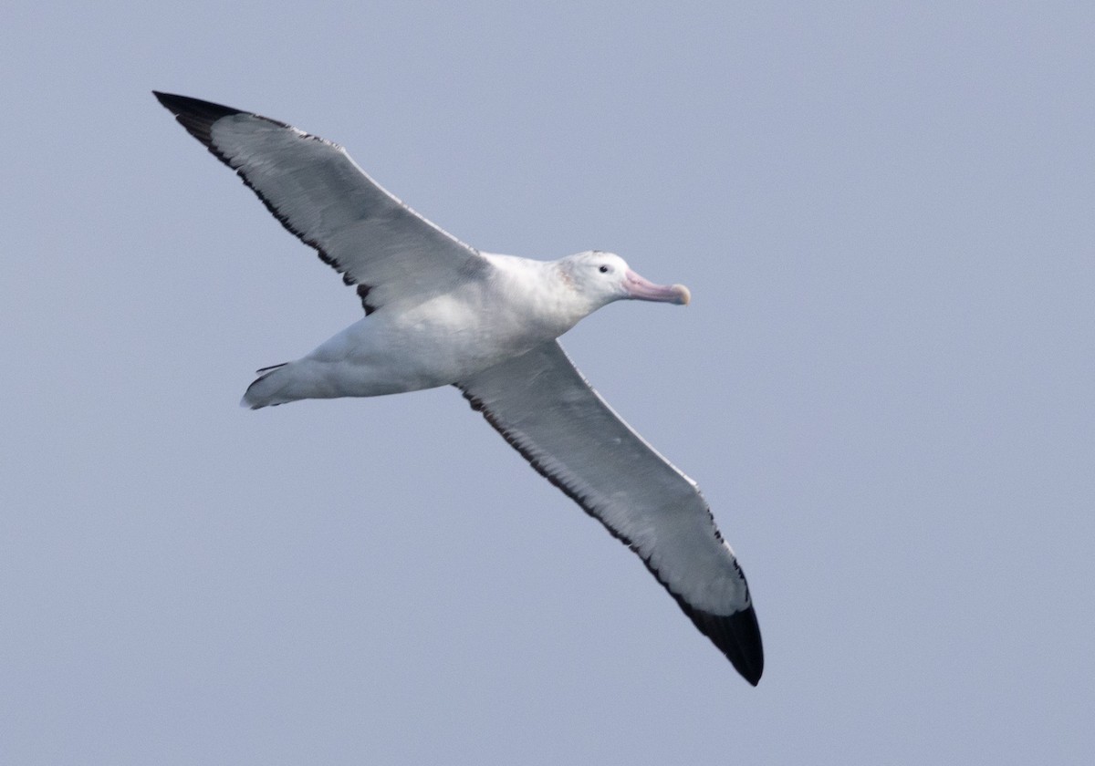 Antipodean Albatross (Gibson's) - ML638740134