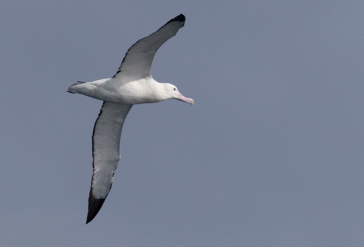 Antipodean Albatross (Gibson's) - ML638740135