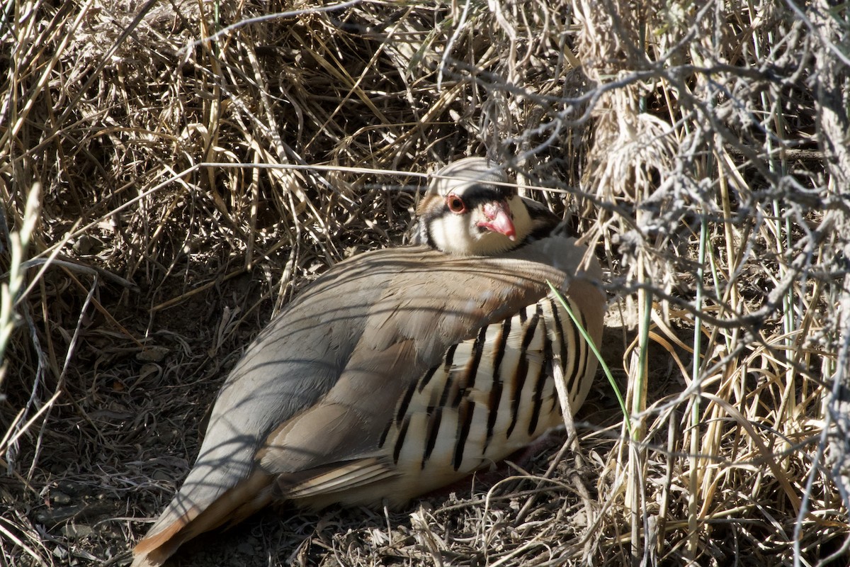 Chukar - ML638740138