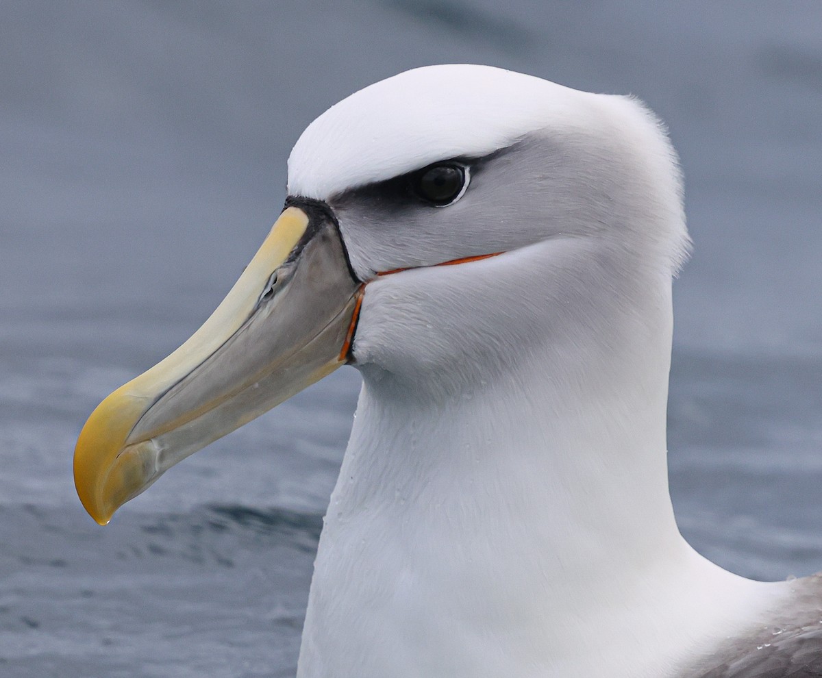White-capped Albatross - ML638740140