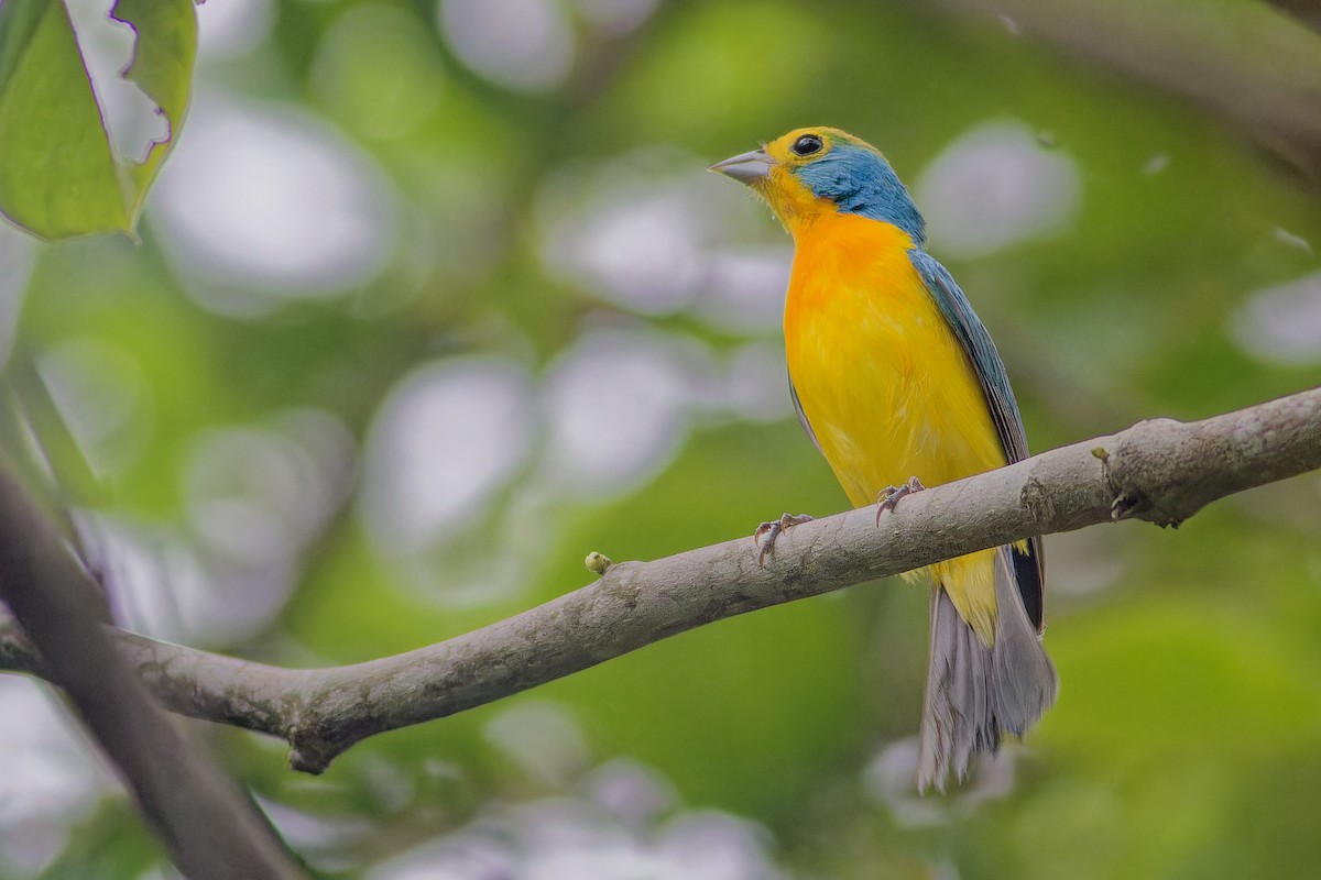 Orange-breasted Bunting - ML638740141