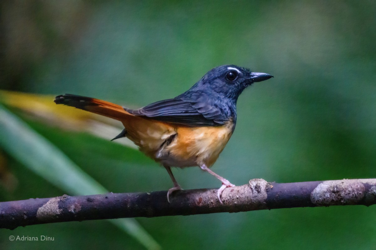 Rufous-tailed Shama - ML638740143