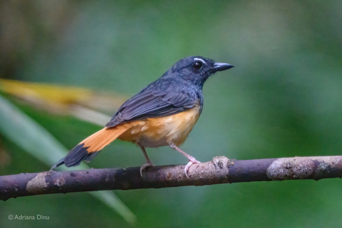 Rufous-tailed Shama - ML638740144